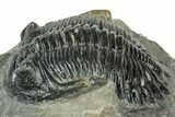 Bargain, Hollardops Trilobite Fossil - Ofaten, Morocco #311255-3